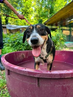 VENDO Cani a Somma Lombardo – foto 1