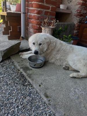 VENDO Cani a Somma Lombardo – foto 1