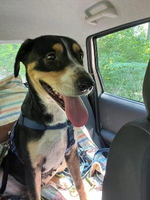 VENDO Cani a Somma Lombardo – foto 1