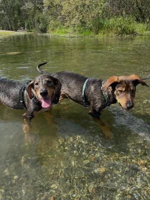 VENDO Cani a Somma Lombardo – foto 1