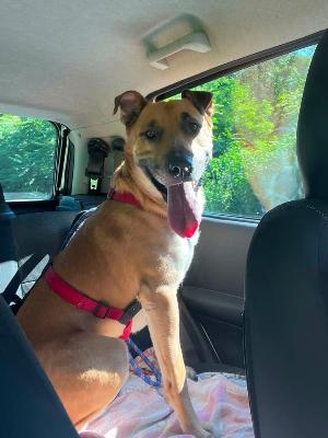 VENDO Cani a Somma Lombardo – foto 1