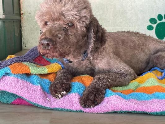 VENDO Cani a Somma Lombardo – foto 1