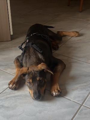 VENDO Cani a Somma Lombardo – foto 1