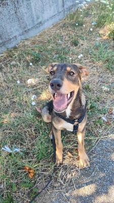 VENDO Cani a Somma Lombardo – foto 1
