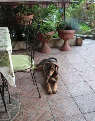 VENDO Cani a Somma Lombardo – foto 1