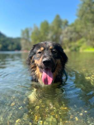 VENDO Cani a Somma Lombardo – foto 1