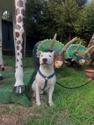 VENDO Cani a Somma Lombardo – foto 1