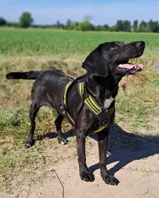 VENDO Cani a Pieve Fissiraga – foto 1