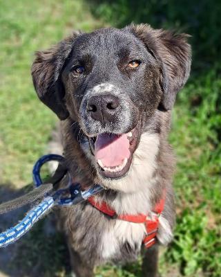 VENDO Cani a Pieve Fissiraga – foto 1