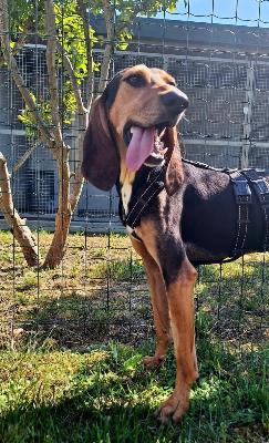 VENDO Cani a Calvatone – foto 1