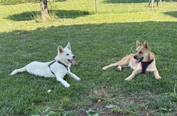 VENDO Cani a Calvatone – foto 1