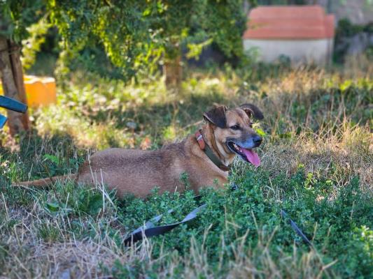 VENDO Cani a Brescia – foto 1