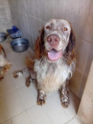 VENDO Cani a Corte Franca – foto 1