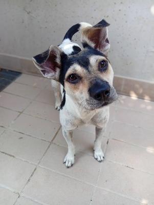 VENDO Cani a Corte Franca – foto 1