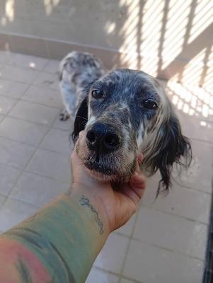 VENDO Cani a Corte Franca – foto 1