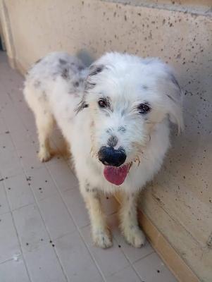 VENDO Cani a Corte Franca – foto 1