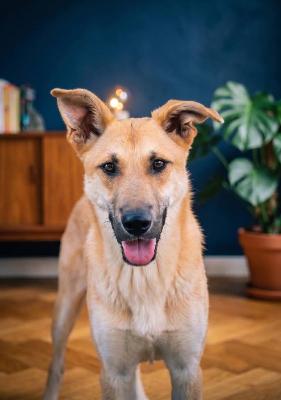 VENDO Cani a Brescia – foto 1