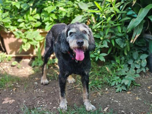 VENDO Cani a Brescia – foto 1