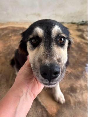 VENDO Cani a Campi Bisenzio – foto 1