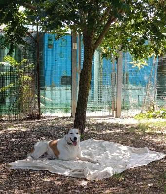 VENDO Cani a Milano – foto 1
