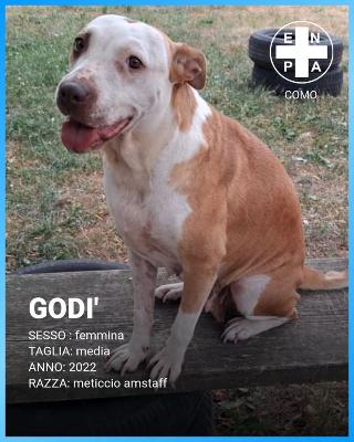 VENDO Cani a Como – foto 1
