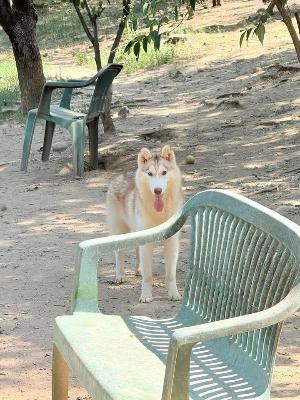 VENDO Cani a Brescia – foto 1