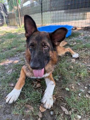 VENDO Cani a Tortona – foto 1