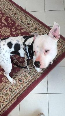 VENDO Cani a Tortona – foto 1