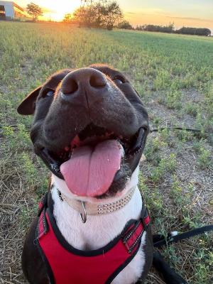 VENDO Cani a Tortona – foto 1
