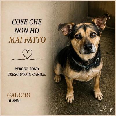 VENDO Cani a Trezzano sul Naviglio – foto 1