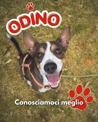 VENDO Cani a Mariano Comense – foto 1
