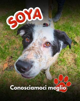 VENDO Cani a Mariano Comense – foto 1