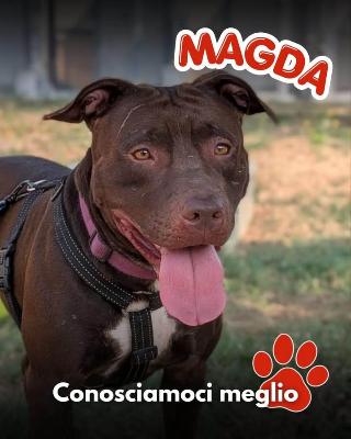 VENDO Cani a Mariano Comense – foto 1