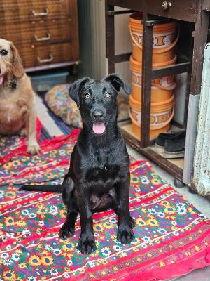 VENDO Cani a Brescia – foto 1