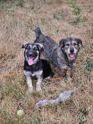 VENDO Cani a Brescia – foto 1