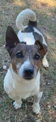 VENDO Cani a Milano – foto 1