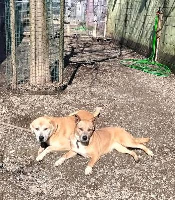 VENDO Cani a Novi Ligure – foto 1