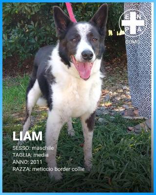 VENDO Cani a Como – foto 1