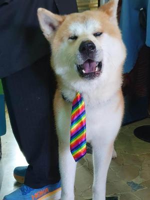 VENDO Cani a Brescia &ndash; foto 1