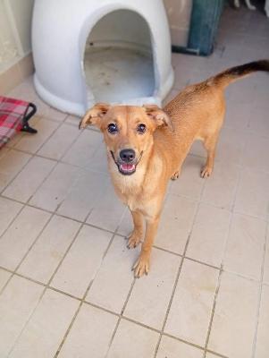 VENDO Cani a Corte Franca &ndash; foto 1