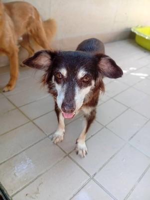 VENDO Cani a Corte Franca &ndash; foto 1