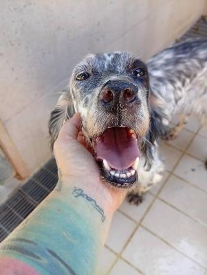 VENDO Cani a Corte Franca &ndash; foto 1