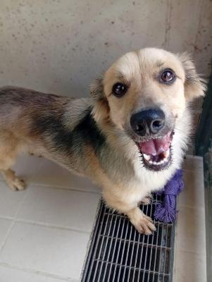 VENDO Cani a Corte Franca &ndash; foto 1