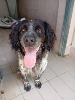 VENDO Cani a Corte Franca &ndash; foto 1