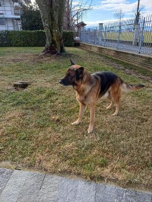 VENDO Cani a Cuneo &ndash; foto 1
