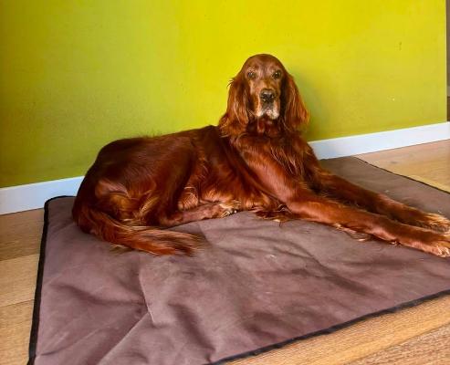 VENDO Cani a Cuneo &ndash; foto 1