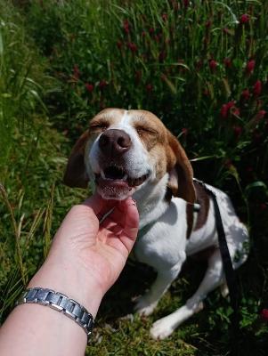 VENDO Cani a Tortona &ndash; foto 1