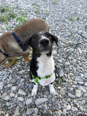 VENDO Cani a Tortona &ndash; foto 1