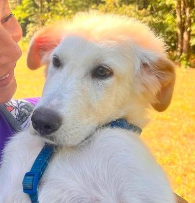 VENDO Cani a Somma Lombardo &ndash; foto 1