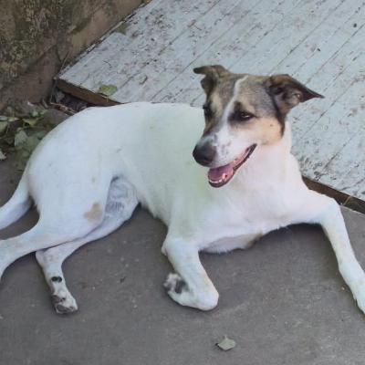 VENDO Cani a Pieve Fissiraga &ndash; foto 1